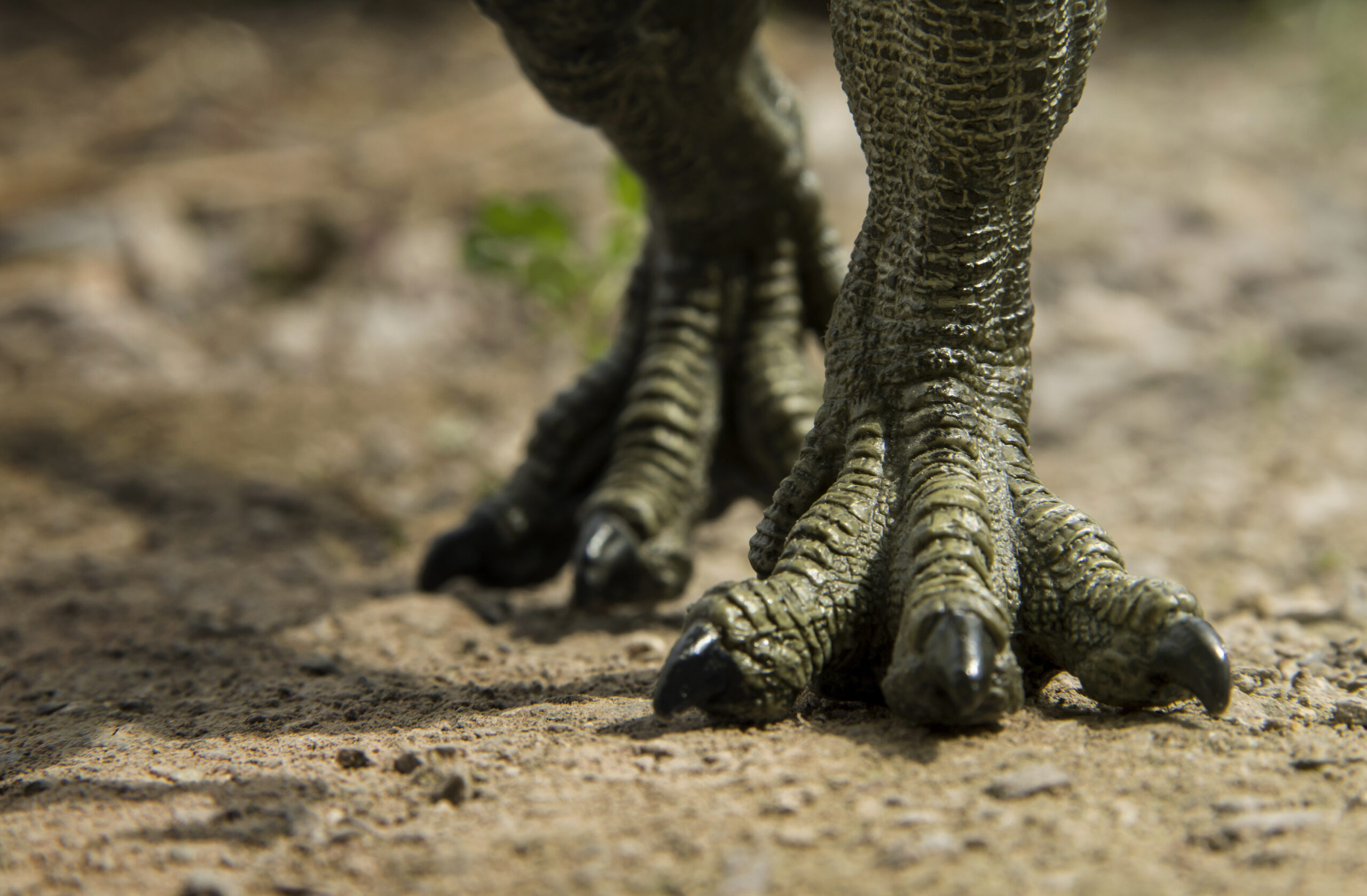 St. Louis Dinosaur Feet